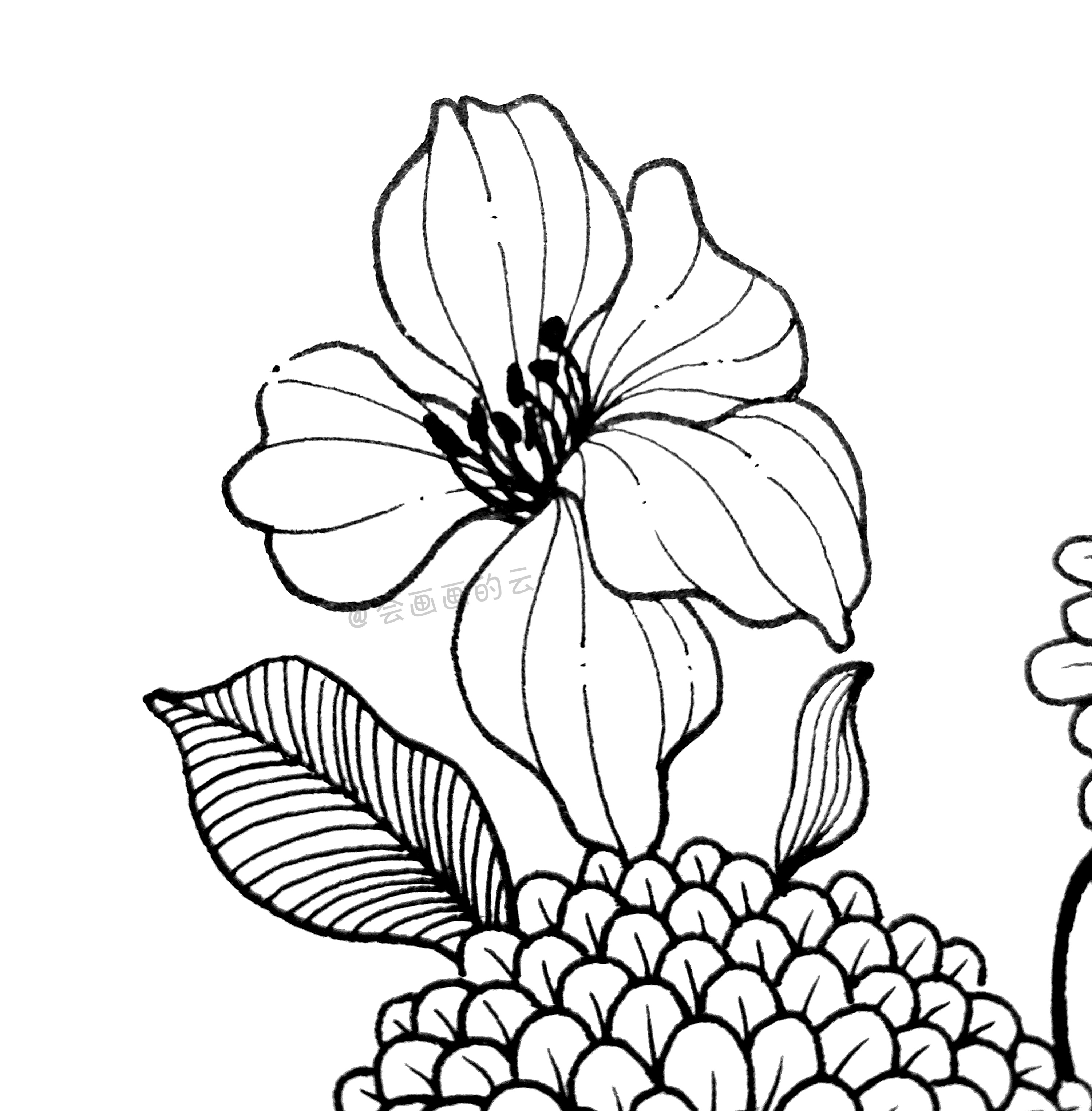 分享简笔画教程，8步教你画百日菊，友谊天长地久