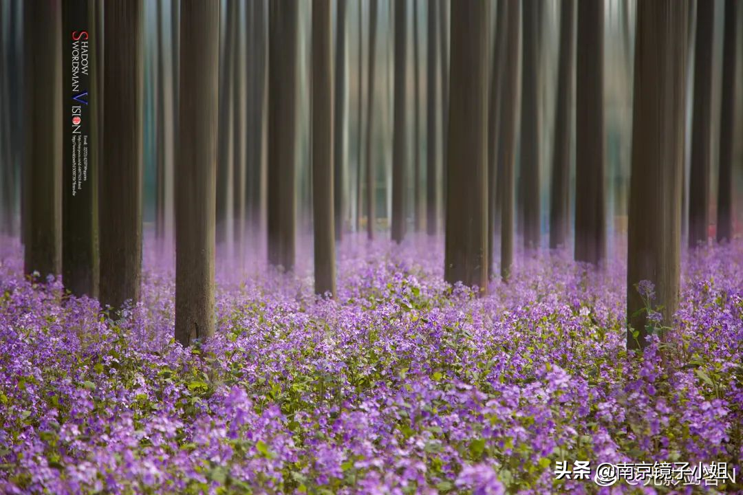 太牛了！全国最新高校榜单曝光，南京占12个