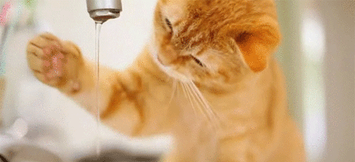猫咪爱喝水是好事，喝水异常增加是高危警告