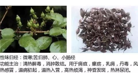 300个中草药图谱（附主治功效），知道一半就太牛了（上）