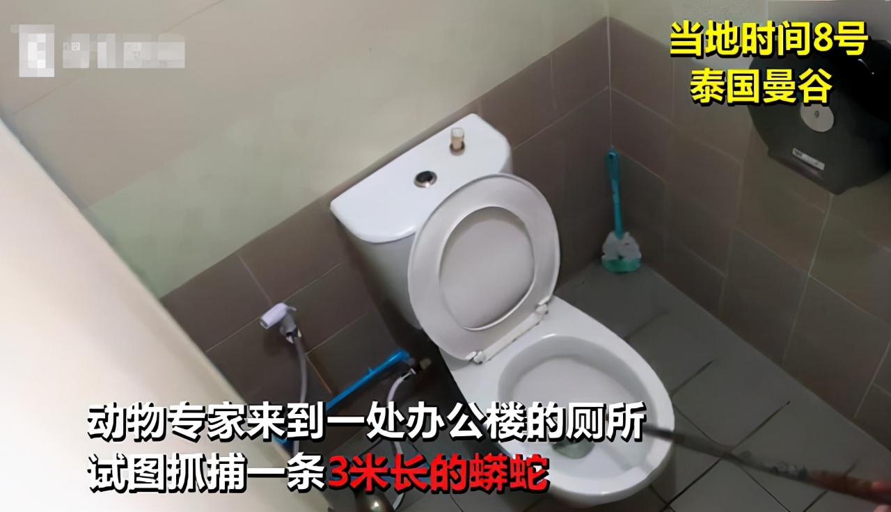 最担心的事终于发生！荷兰男子蹲马桶丁丁被蛇咬，还是剧毒眼镜蛇