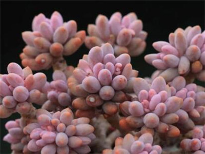 多肉香奈儿养护方法