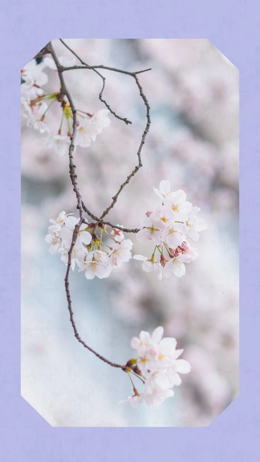 中国这10所大学壁纸第二期！厦门大学、中山大学等在列