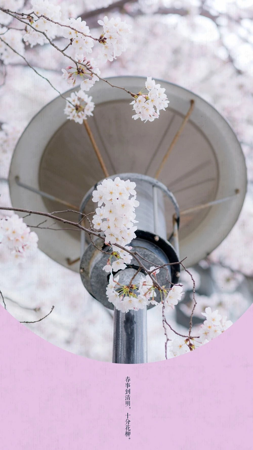 中国这10所大学壁纸第二期！厦门大学、中山大学等在列