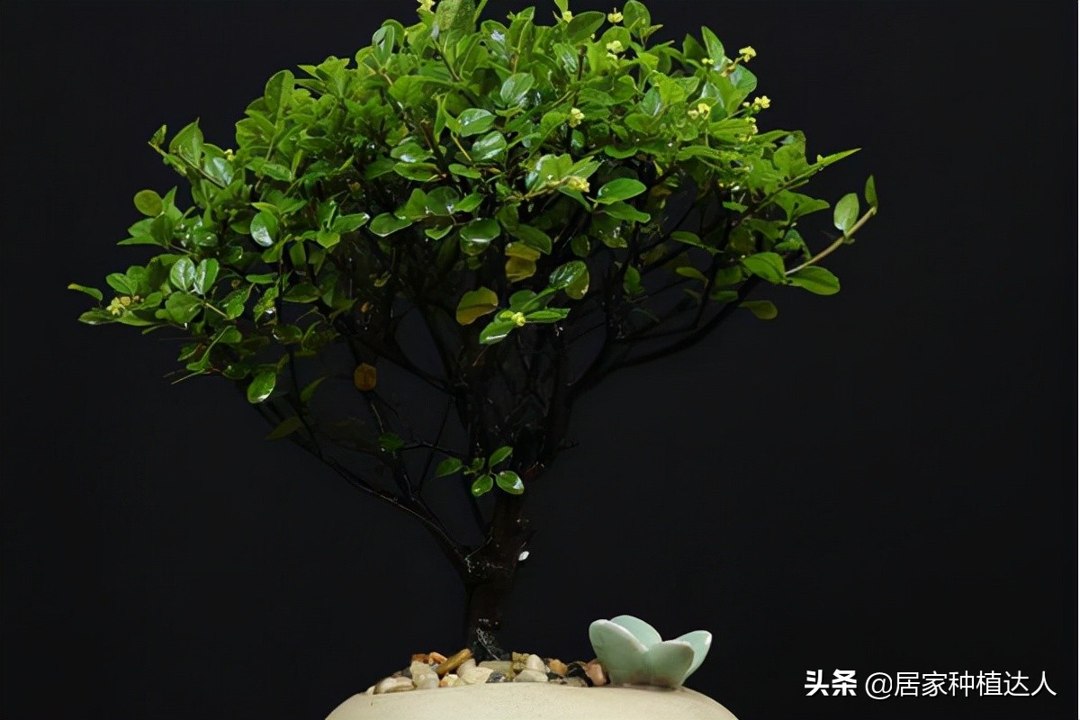 大林木命带什么旺财?_达一风水网