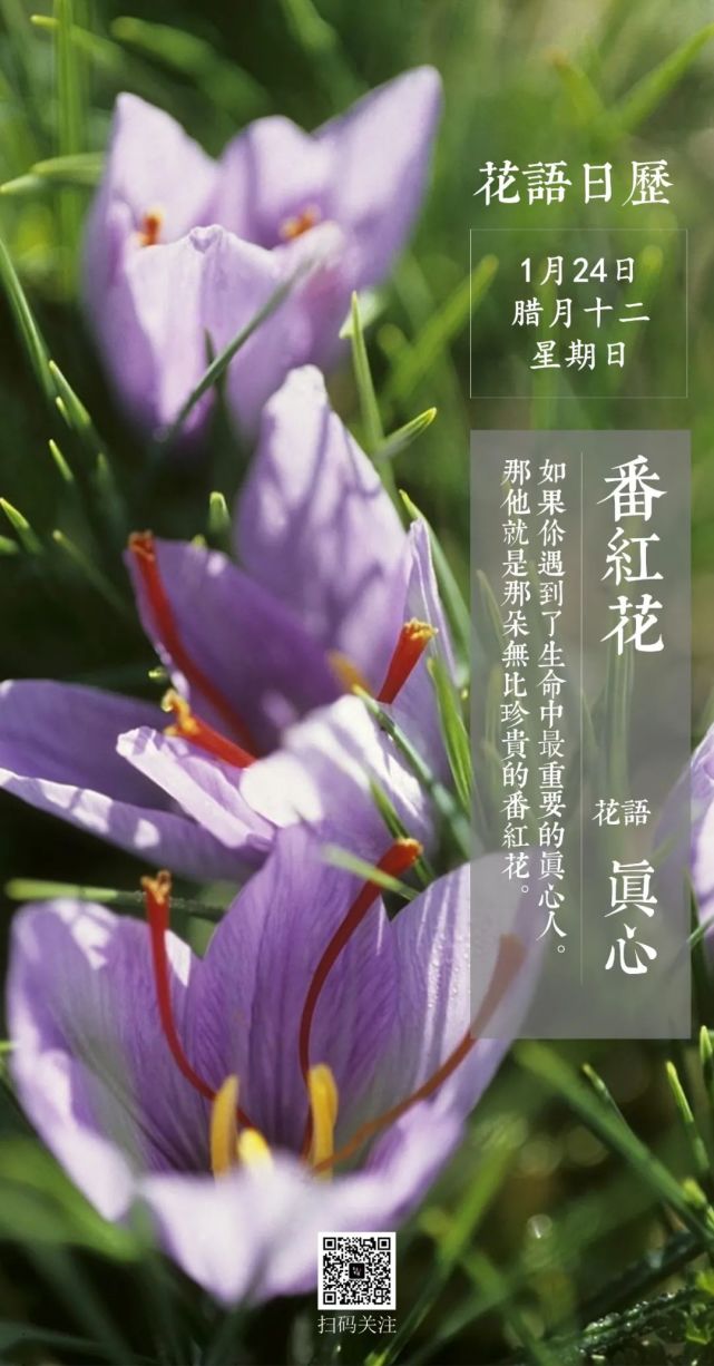 番红花-赤诚真心 1月24日 花语日历