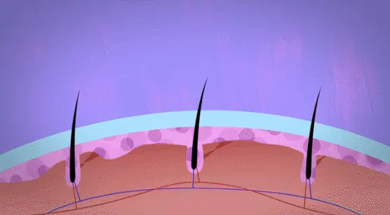 长出来的白发还能变黑吗（白头发怎么改善养出黑发）