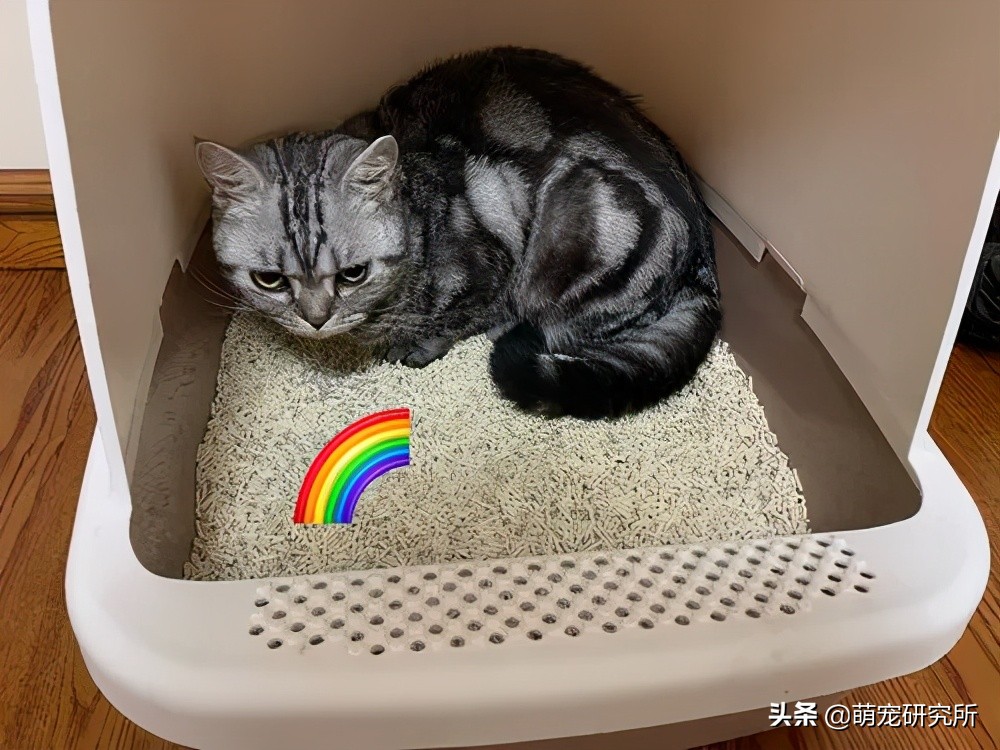养一只美短猫基本需要什么？