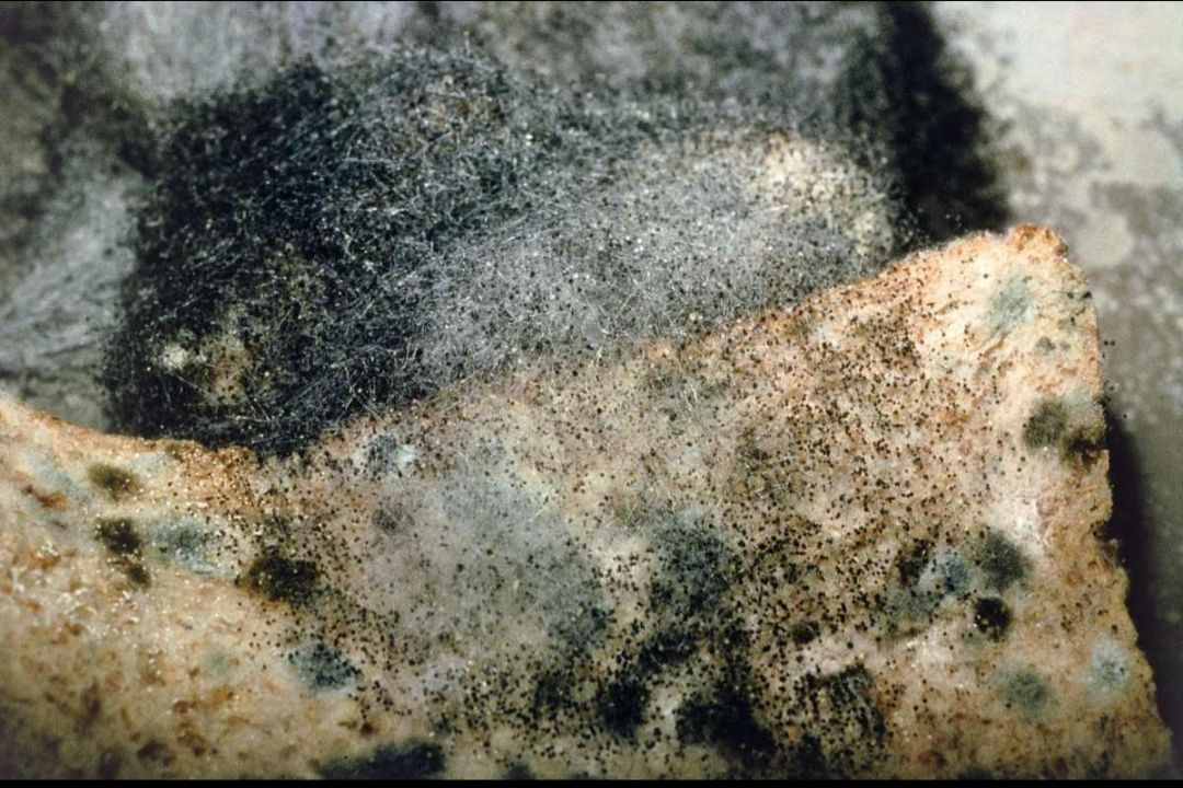 印度爆发"挖眼保命"的"颜色真菌症",我们该出手帮吗?