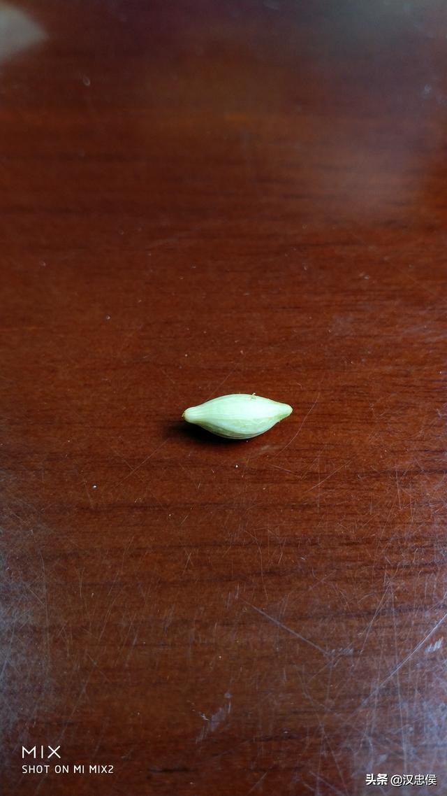 各位不用再试了，这个果子不能吃