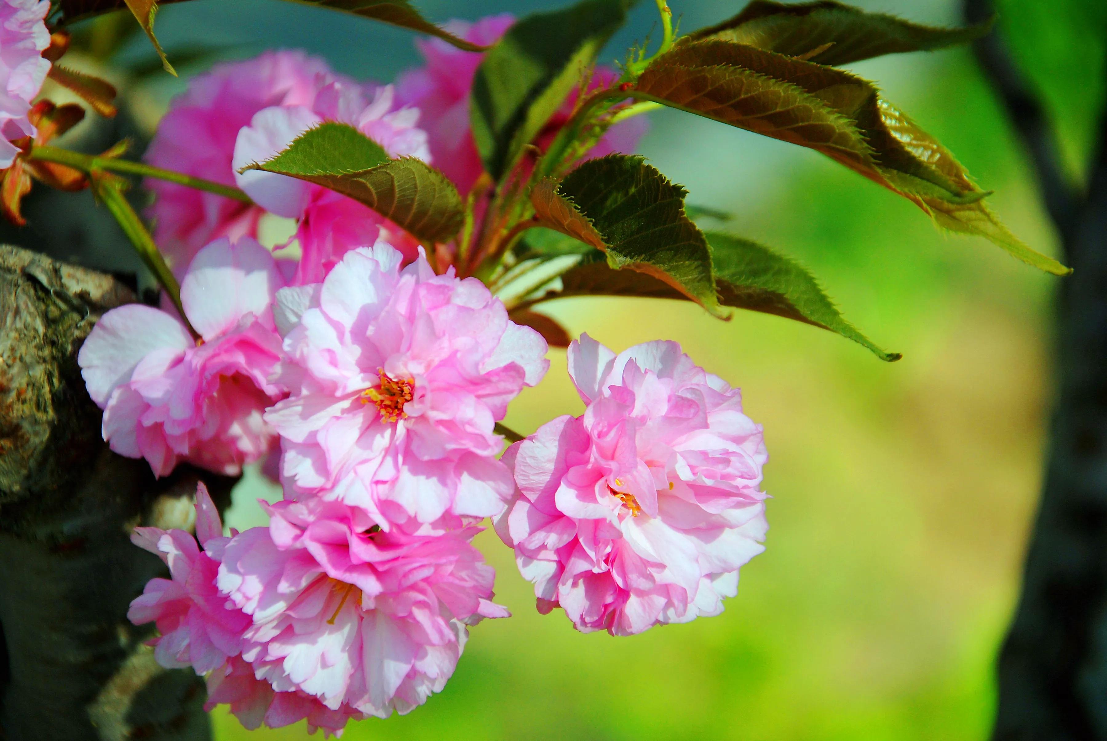 樱桃花和樱花的区别是什么樱花和樱桃花的不同点