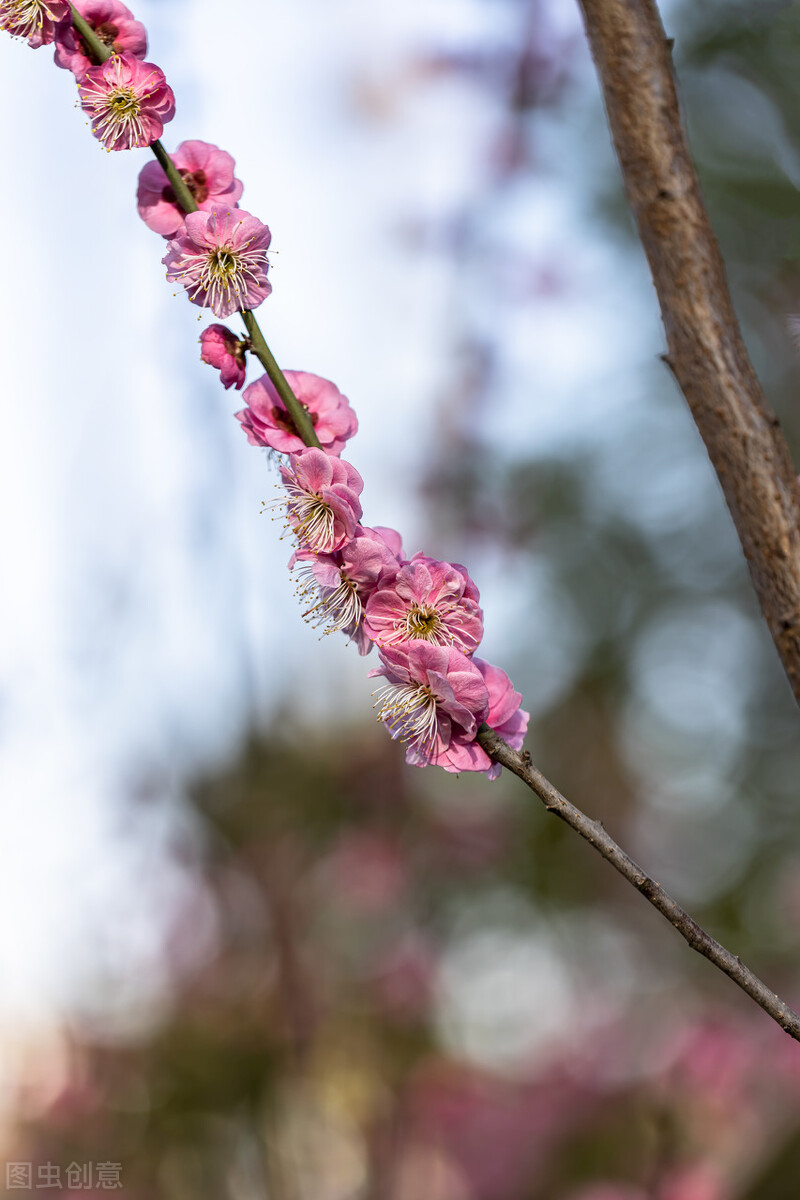 聊赠一枝春，诗词中的伟大想象力和浪漫情怀