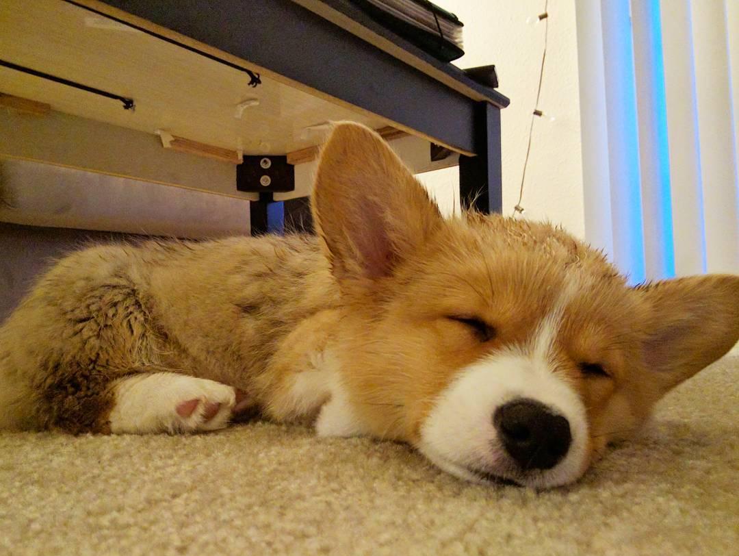 原来"柯基"这些行为,是在向你"道歉",你别不懂