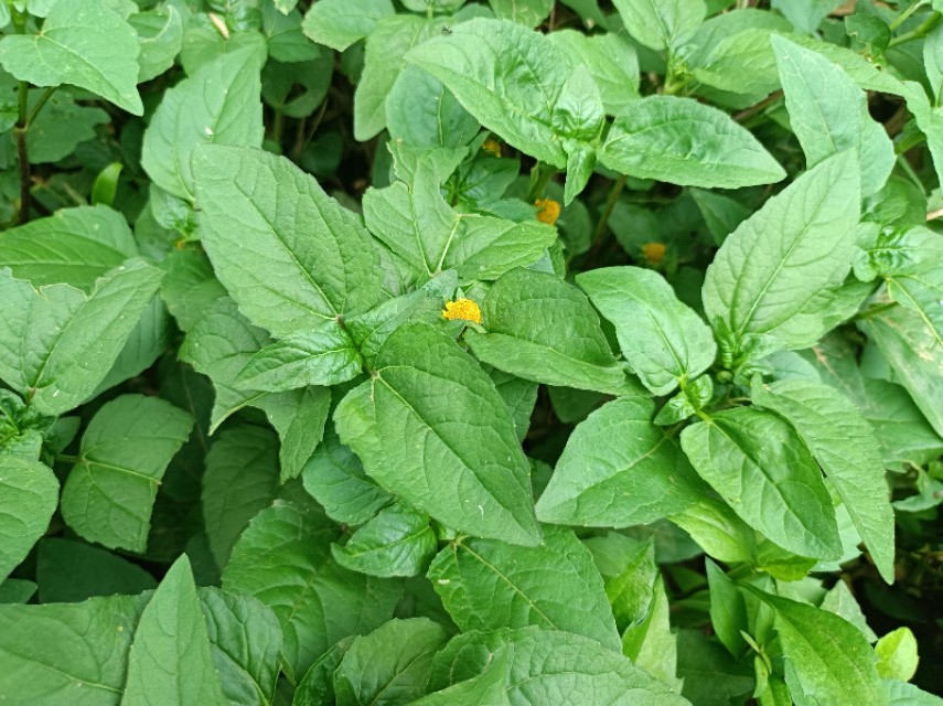神仙草是什么植物（了解神仙草的功效与作用）