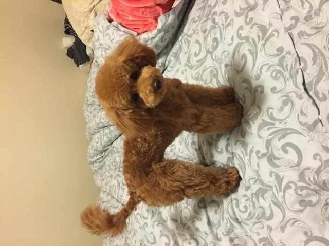 泰迪犬真的要断尾吗?但确实有这5个好处!