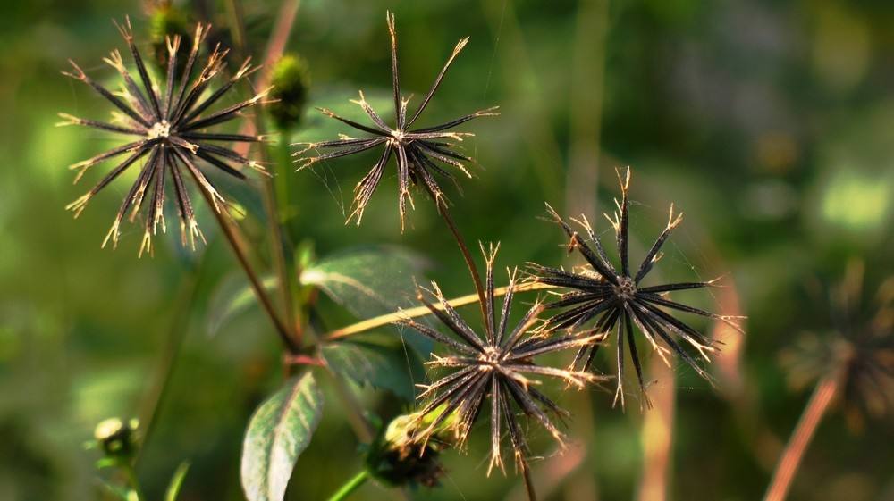 别名鹿角草,山黄连,土黄连,不怕日草,小鬼叉手,鬼针草,鬼疙针,刺针草