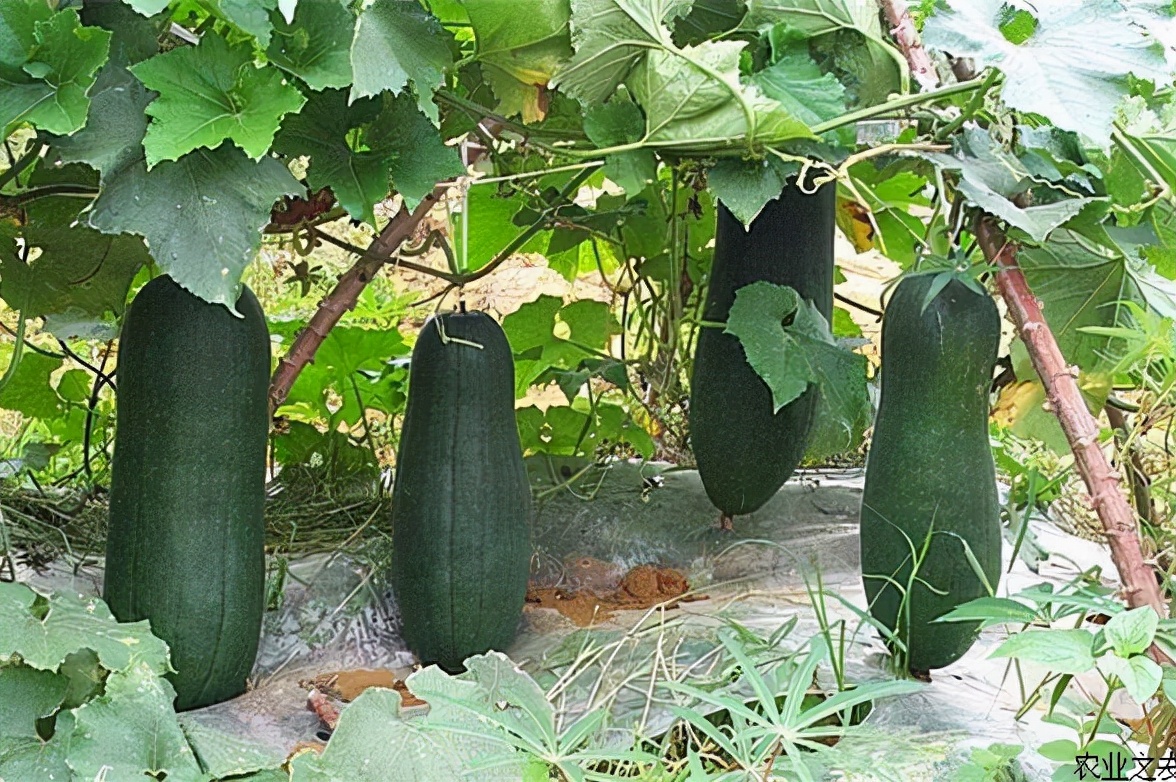 国内葫芦科蔬果全介绍