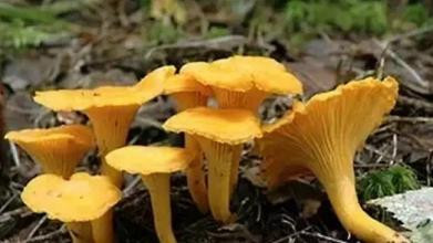 草菇图片大全（三十一种常见的菌类蘑菇图片）