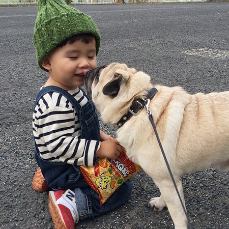 巴哥犬的六个优点，我没有理由抗拒它
