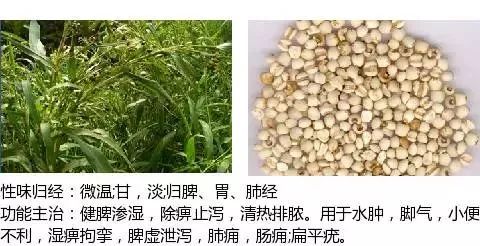 300个中草药图谱（附主治功效），知道一半就太牛了（上）