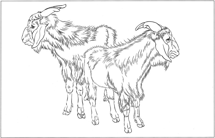 羊高清白描线稿图片下载18幅
