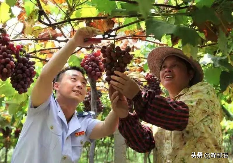 農業農村部：回乡创业有补助，个人最高可获20万元财政贴息貸款