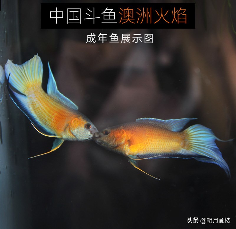 叉尾,叉尾鮰魚