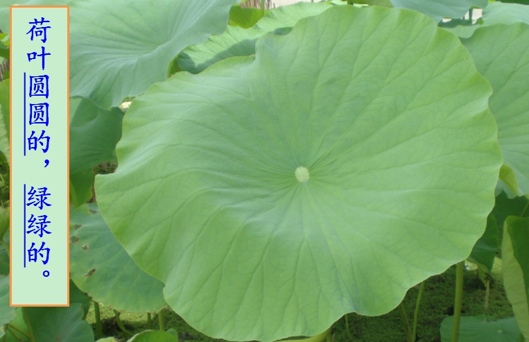 部编版语文一年下《荷叶圆圆》知识干货和积累扩展  值得收藏