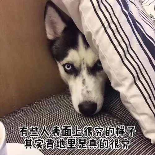 养只狗子到底要花多少钱？