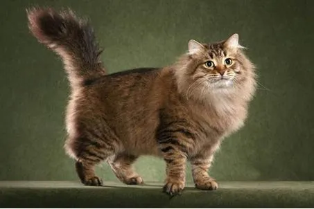 ​俄罗斯的吉祥宠物：西伯利亚猫，长毛猫的祖先，颜值不输缅因猫