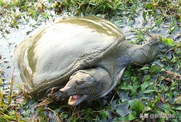 水鱼吃什么食物好养活（详解甲鱼的生活习性）