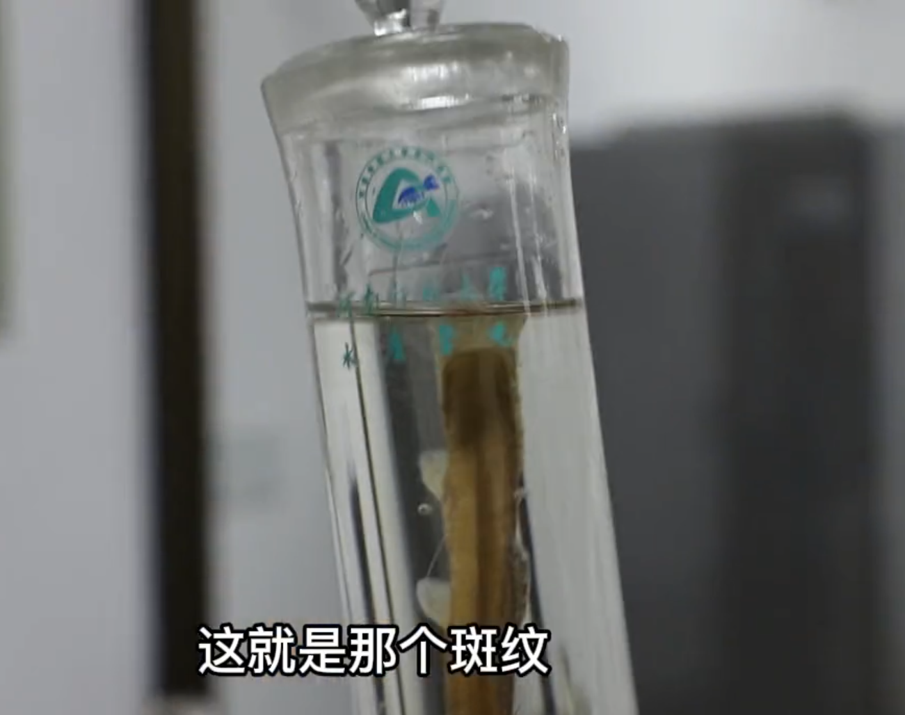 新物种！河南省第一个拥有100%产权的鱼 新物种背后秘密暗示着什么