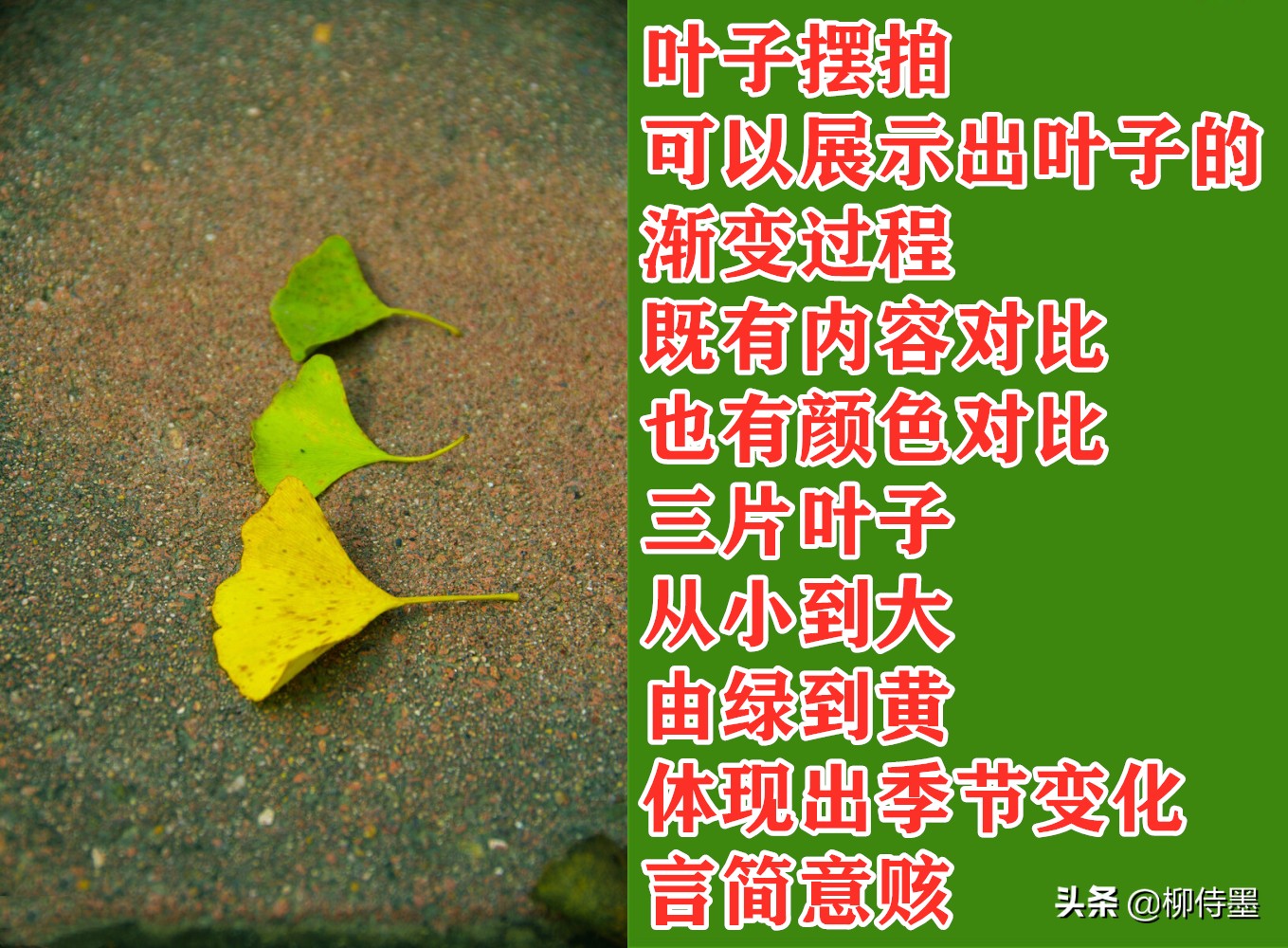 叶子形态各有千秋，跟着摄影师学拍照，拍美“一叶知秋”