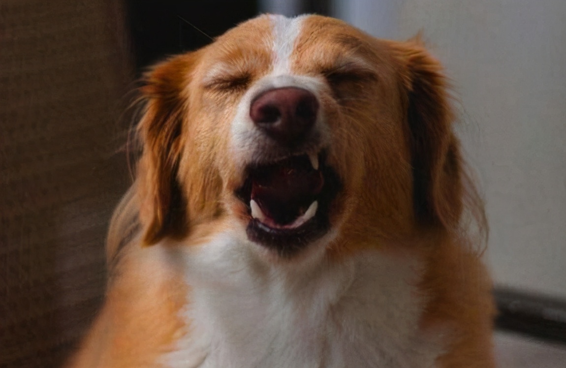 狗狗打喷嚏,不止是感冒,还可能是身患"重病"