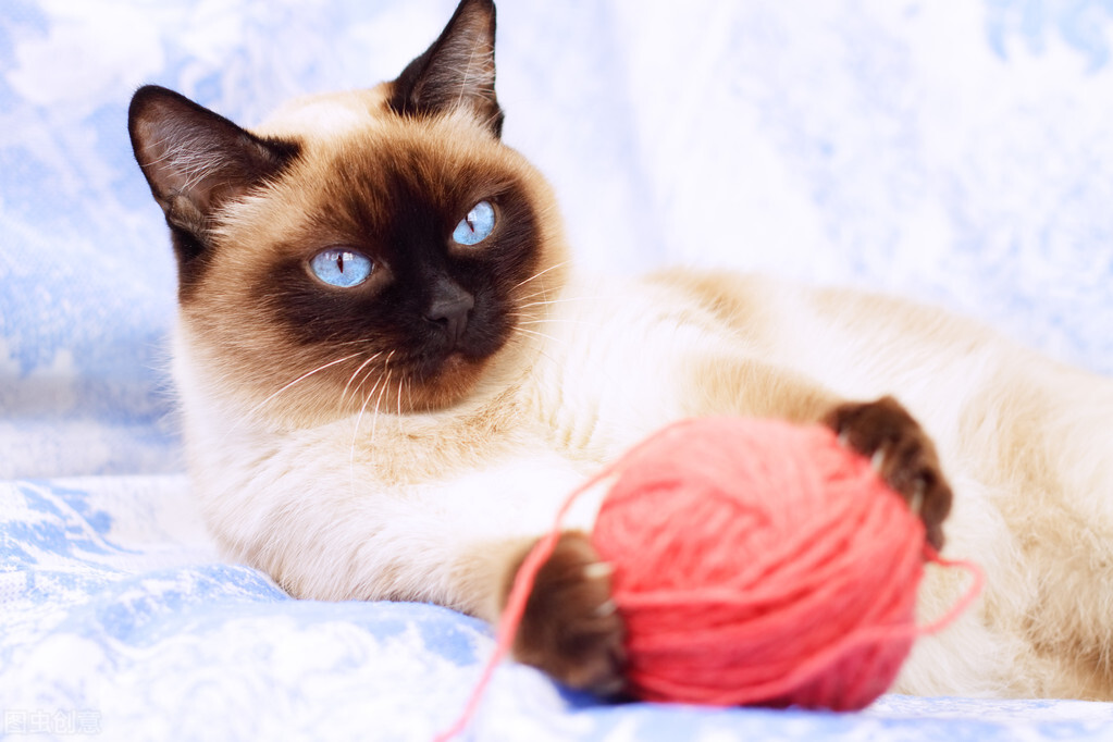 猫界智商排行榜之最“聪明”的猫，你家猫上榜了吗？