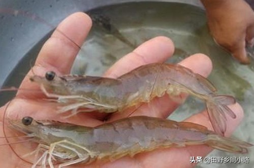 淡水蝦養殖,淡水蝦養殖成本與利潤