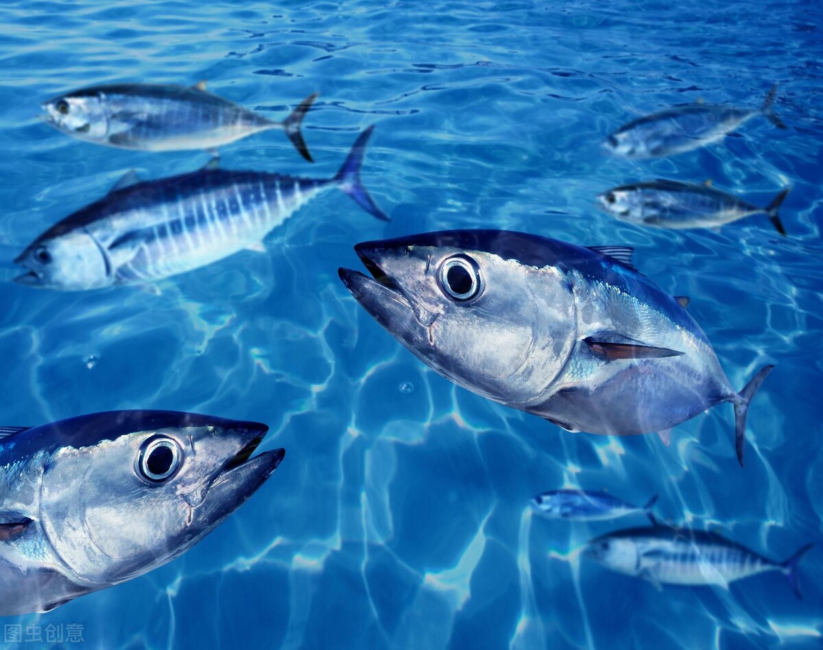 世界上最昂贵的鱼，一条曾卖到2000万天价，金枪鱼为何如此值钱？
