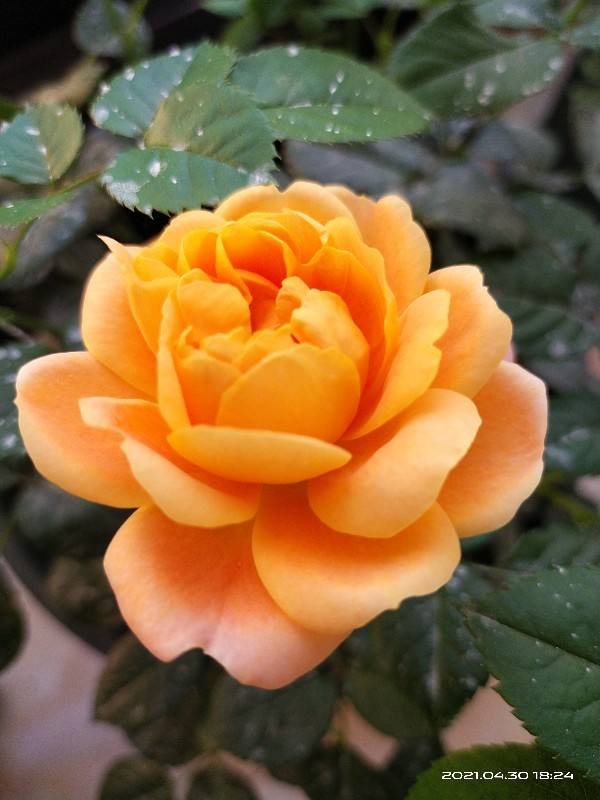 10种常见月季花图鉴，不要再问别人了，自己收藏慢慢看