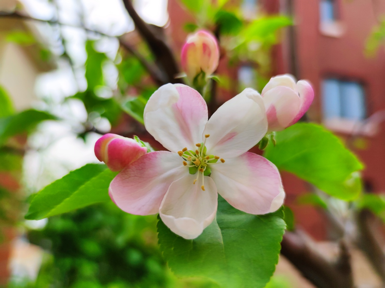 小院春天早到来，桃花李花递次开｜七绝十首·为家园春色而作