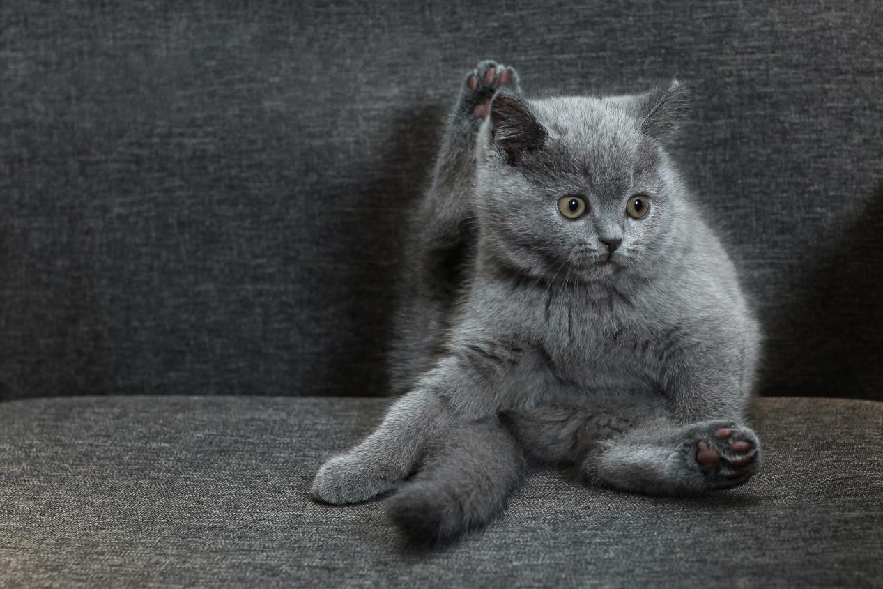 猫咪体内外驱虫（解锁猫狗驱虫的正确姿势）
