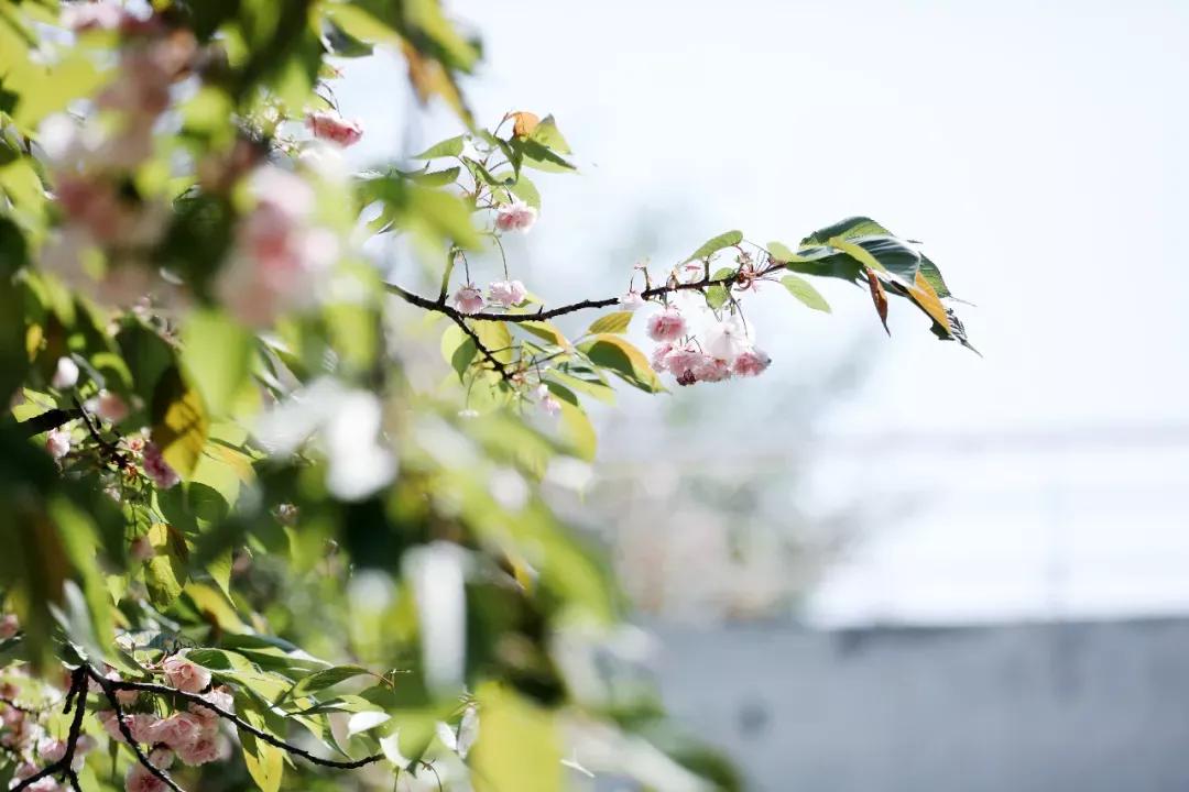 安徽新華學院是幾本?是什么性質學校(圖22)