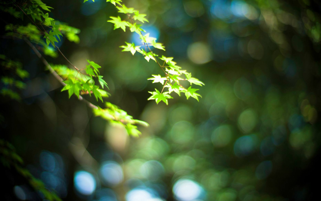 「诗词鉴赏」古诗词里的秋意，领略古人笔下的秋意之美