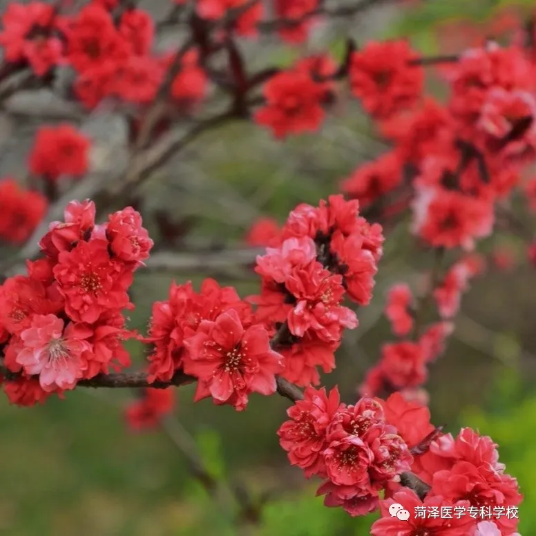 菏泽医学专科学校牡丹，又是姹紫嫣红开遍