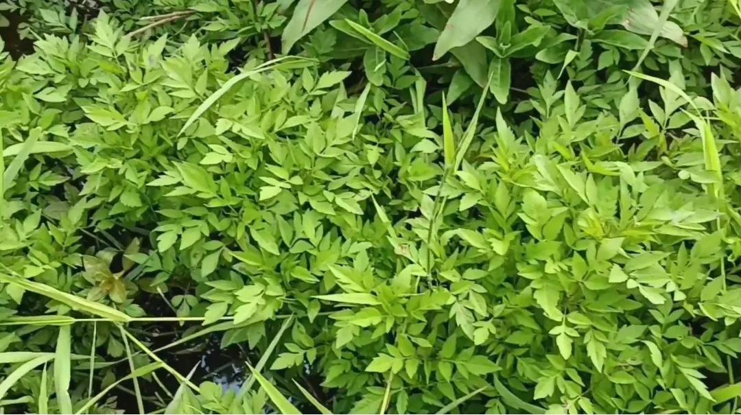 水芹菜与毒芹,狼把草的详细区别