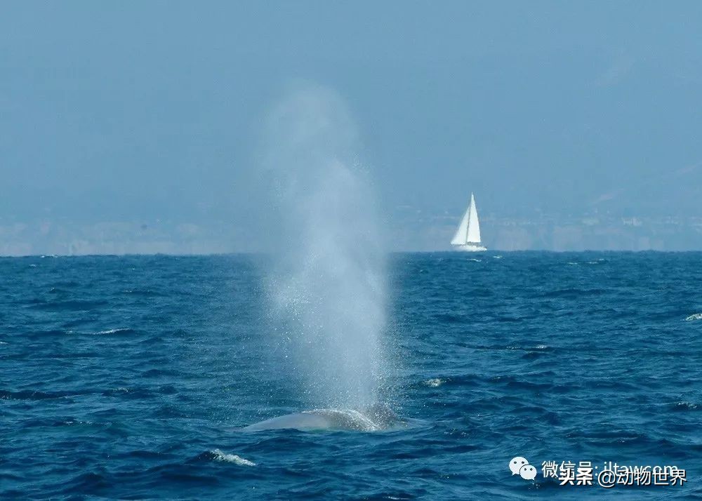 动物世界中“大数据之王”-蓝鲸