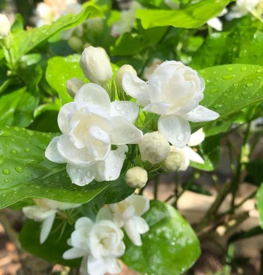 茉莉花的家庭养殖方法（室内栽培茉莉花注意4点芳香四溢）