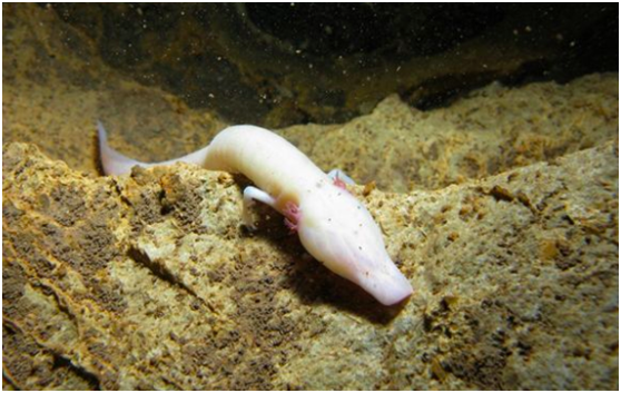最像龙却又最懒的生物洞螈，可以7年一动不动，交配期长达12.5年