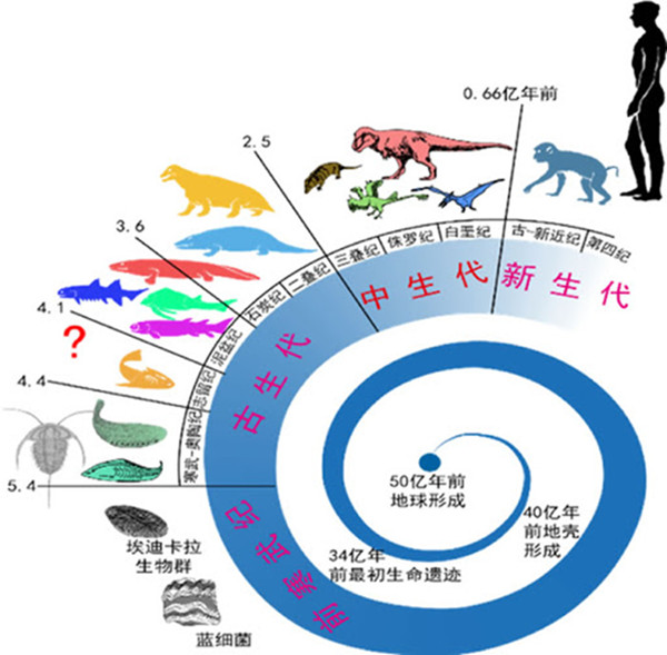 恐龙的进化过程简介图片
