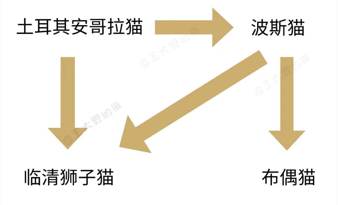 中国临清狮子猫：颜值高身体好，性格温顺又粘人，丝毫不输布偶猫