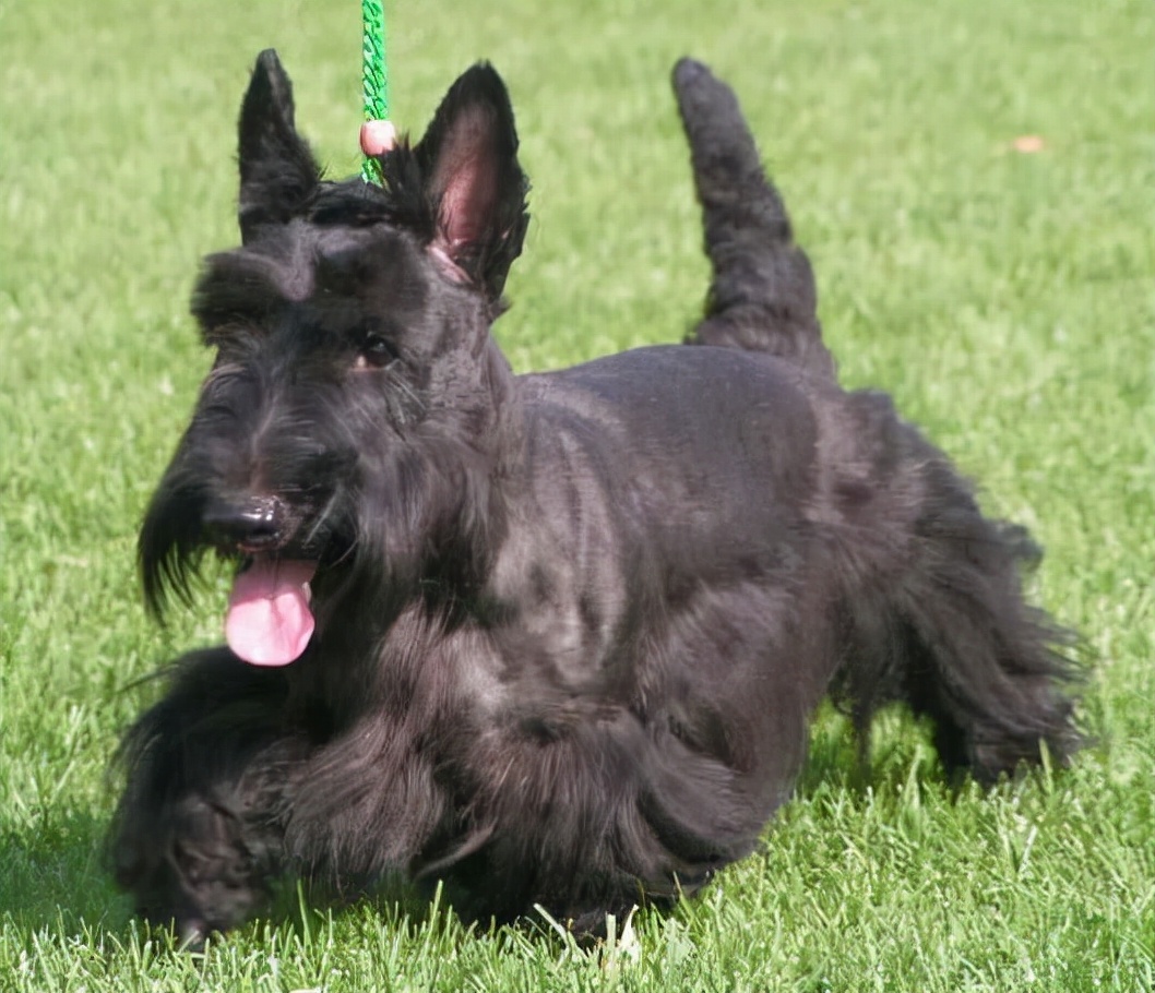 挪威梗约克夏梗马尔济斯犬中型犬古代英国牧羊犬大麦町犬腊肠犬斗牛梗